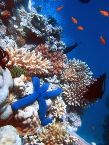 Coral reef ecosystems throughout the Caribbean are being damaged by a growing number of problems such as overfishing, sediment runoff, pollution, disease and climate change, which causes the water to become warmer and more acidic. (Credit: Wikipedia)