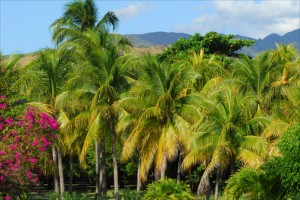 Lush green foliage north of Port-au-Prince along the country's Caribbean coastline is the exception rather than the rule in Haiti, where less than 2% of the land area is forested. (Credit: Larry Luxner)