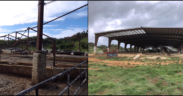 Before-and-after images show a reinforced dairy barn in Morovis, Puerto Rico, rebuilt through the Natural Resources Conservation Service to meet higher wind standards after Hurricane María. (File photo)