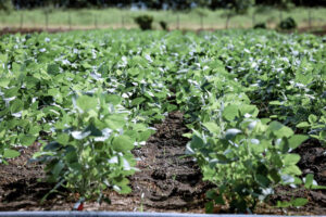 The island compares well with Chile, Costa Rica and the Dominican Republic, especially in educational partnerships and developing drought-resistant crops.