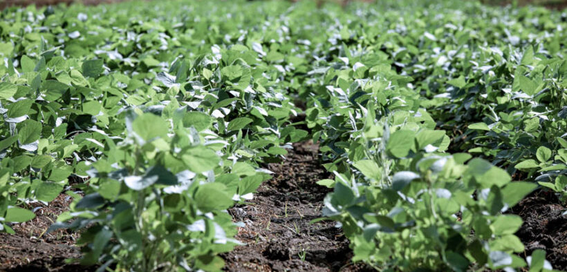 The island compares well with Chile, Costa Rica and the Dominican Republic, especially in educational partnerships and developing drought-resistant crops.