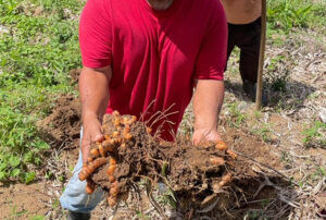 Turmerico’s turmeric is grown at Finca Antillano de Rosario, processed at Finca Del Toro in Cabo Rojo and its seasoning blends are manufactured in Ponce.