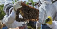Visitors to Apidarios Caraballo take guided tours to learn about honey production, and the business is expanding with a new theme park that will include lodging.