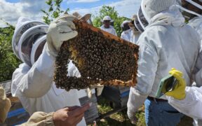 Visitors to Apidarios Caraballo take guided tours to learn about honey production, and the business is expanding with a new theme park that will include lodging.