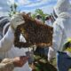 Visitors to Apidarios Caraballo take guided tours to learn about honey production, and the business is expanding with a new theme park that will include lodging.