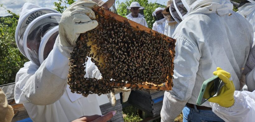 Visitors to Apidarios Caraballo take guided tours to learn about honey production, and the business is expanding with a new theme park that will include lodging.
