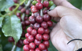 Hacienda Iluminada in Puerto Rico supplies ripe coffee beans for 787 Coffee.