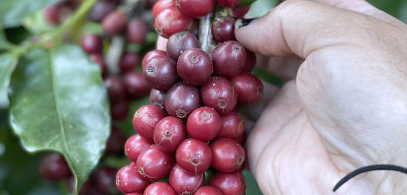 Hacienda Iluminada in Puerto Rico supplies ripe coffee beans for 787 Coffee.