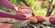 Cocoa consumption reaches up to 5 million metric tons annually, with Western Europe consuming nearly 40% and North America among the top markets, according to the International Cocoa Organization.