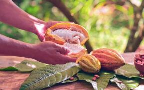Cocoa consumption reaches up to 5 million metric tons annually, with Western Europe consuming nearly 40% and North America among the top markets, according to the International Cocoa Organization.
