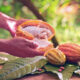 Cocoa consumption reaches up to 5 million metric tons annually, with Western Europe consuming nearly 40% and North America among the top markets, according to the International Cocoa Organization.