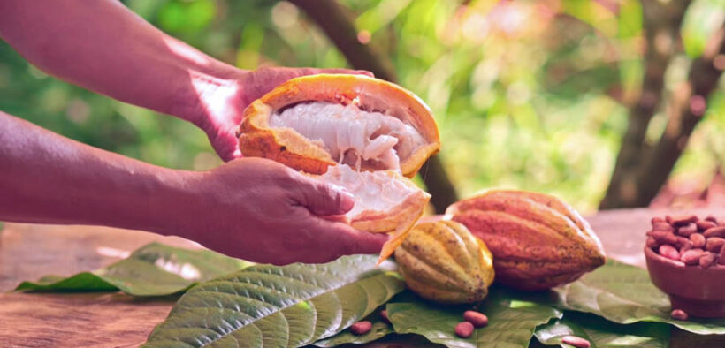 Cocoa consumption reaches up to 5 million metric tons annually, with Western Europe consuming nearly 40% and North America among the top markets, according to the International Cocoa Organization.