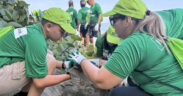 FirstBank volunteers plant native trees along Puerto Rico’s northern coast as part of the Rescate Costero (Coastal Rescue) program, which aims to combat coastal erosion and reduce carbon emissions.